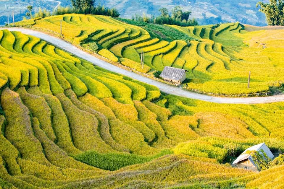sapa8