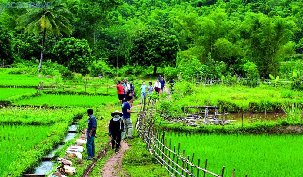 DISCOVER CUC PHUONG NATIONAL PARK & VAN LONG NATURAL RESERVE 2D1N