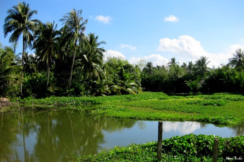 Coconut Palms, The Symbol Of Ben Tre 2 ben trea 3