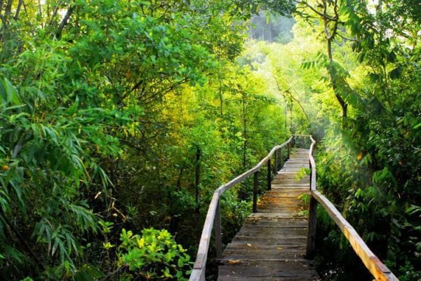 Pristine Nature: Cat Tien National Park 2 cat tien 2