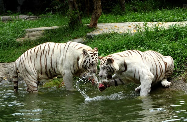 Dai Nam Van Hien, Vietnam’s First Safari Park 2 dai nam 3
