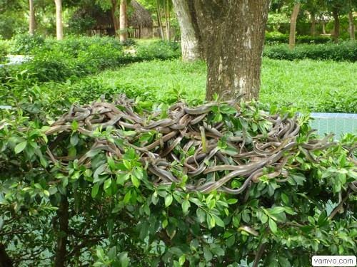 Unravel The Mysteries Of Snakes at Dong Tam Snake Farm: Vietnam's Premier Reptile Center 2 dong tam 1