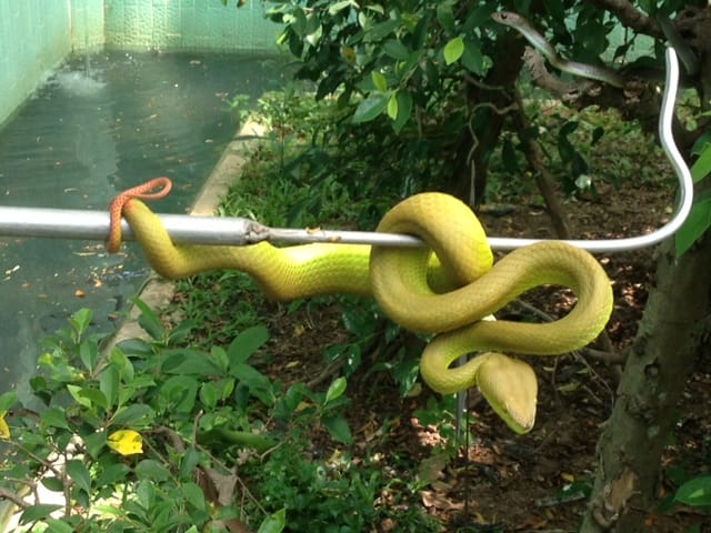 Unravel The Mysteries Of Snakes at Dong Tam Snake Farm: Vietnam's Premier Reptile Center 1 dong tam 2