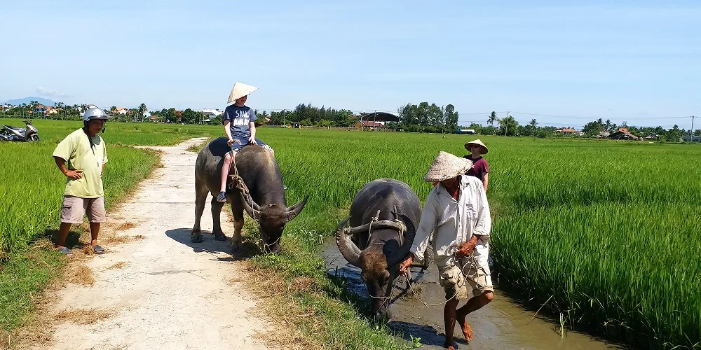 Luxury 14 Days VietNam Immersion Trip 31 hoi an con trau