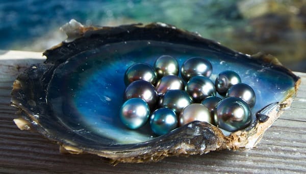 pearl farming in phu quoc 10 .2263